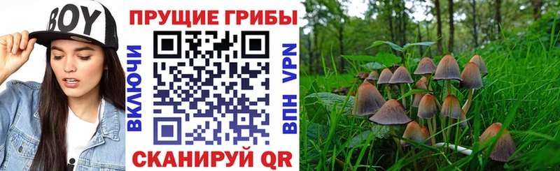 Псилоцибиновые грибы Psilocybe Зеленогорск